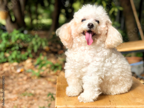 Smiling poodle dog sitting on chair in the park.