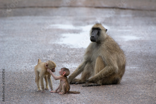 baboon and young sitting on a wet road in zambia © Wandering Bear