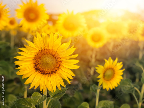Fototapeta Naklejka Na Ścianę i Meble -  Big sunflower in the field and blue sky in sunrise