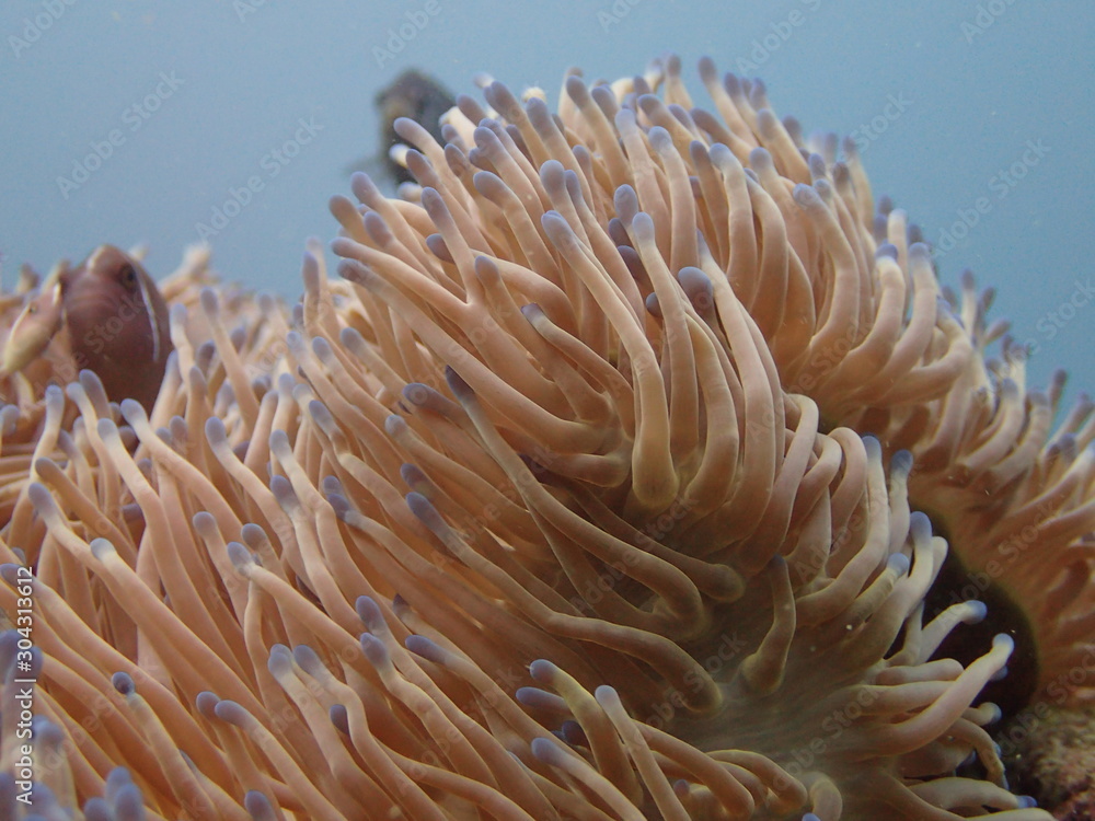 coral reef found at coral reef area at Tioman island, Malaysia coral reef found at coral reef area at Tioman island, Malaysia