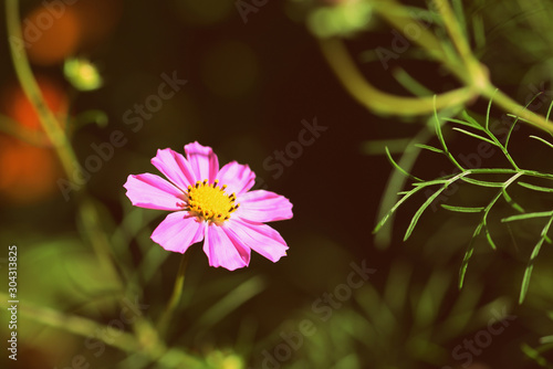 Bright cosmos flower lit by the bright sun in the summer garden close up  retro style