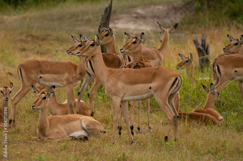 herd of impala looking intensely in zambia
