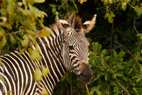 wild zebra portrait in zambia