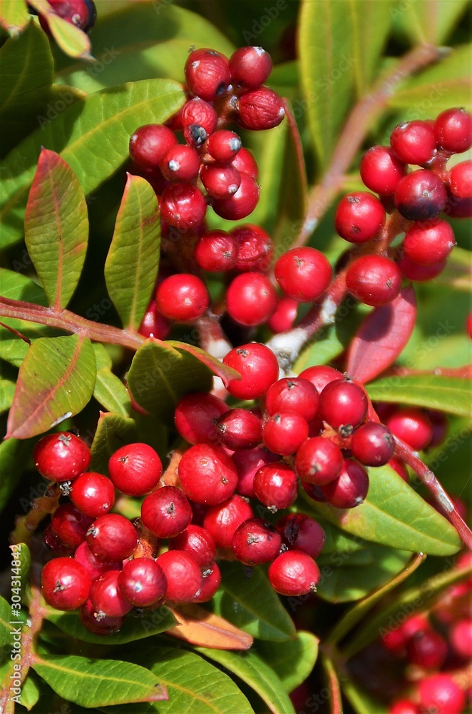 branch with fruit of Pyracantha Red Column branch with fruit of Pyracantha Red Column