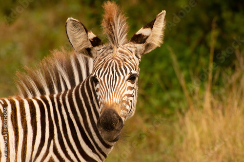 wild zebra portrait in zambia