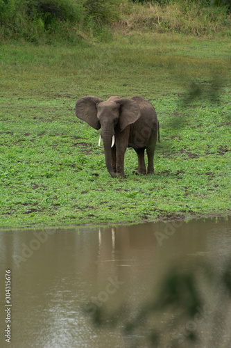 solitary elephant in the wild