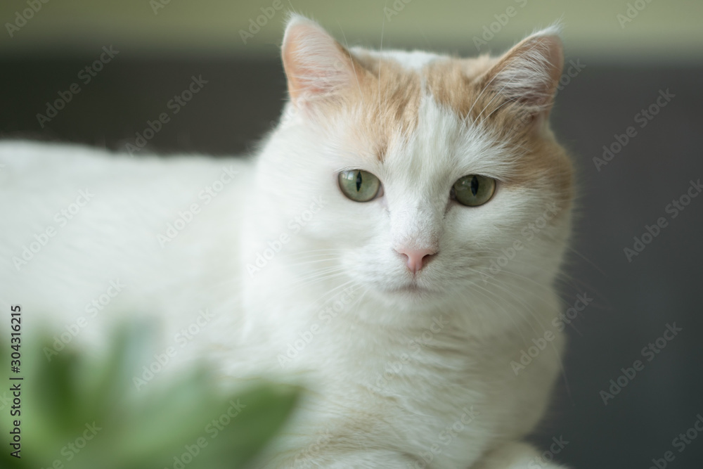 Close-up red-white cat looking into the lens, laying at the sill with blurred green succulent plant at foreground.