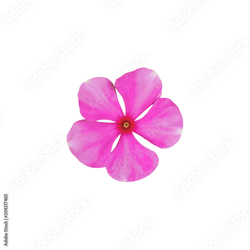 Single beautiful pink of vinca flower blooming isolated on white background. Pretty and beauty flower in closeup