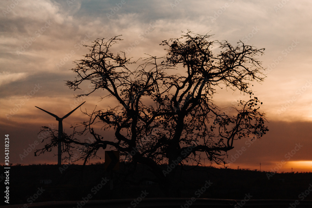 Silhouette of the tree and the windmill during the sunset