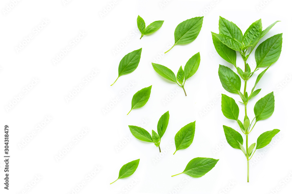 Sweet Basil leaves on white Sweet Basil leaves on white