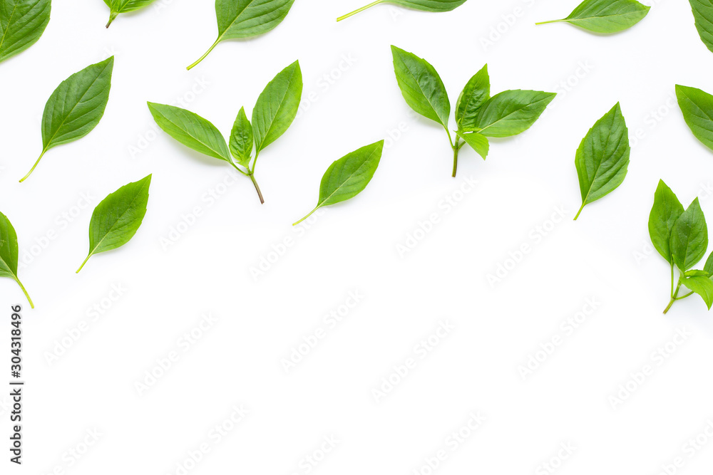 Sweet Basil leaves on white