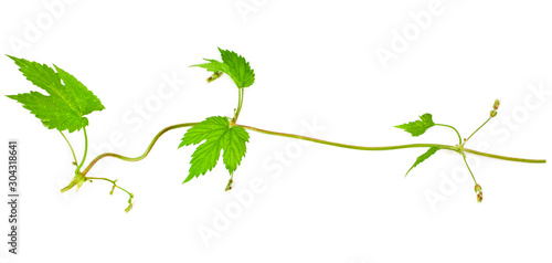 Natural fresh hop plant vine isolated on a white background. Top view.