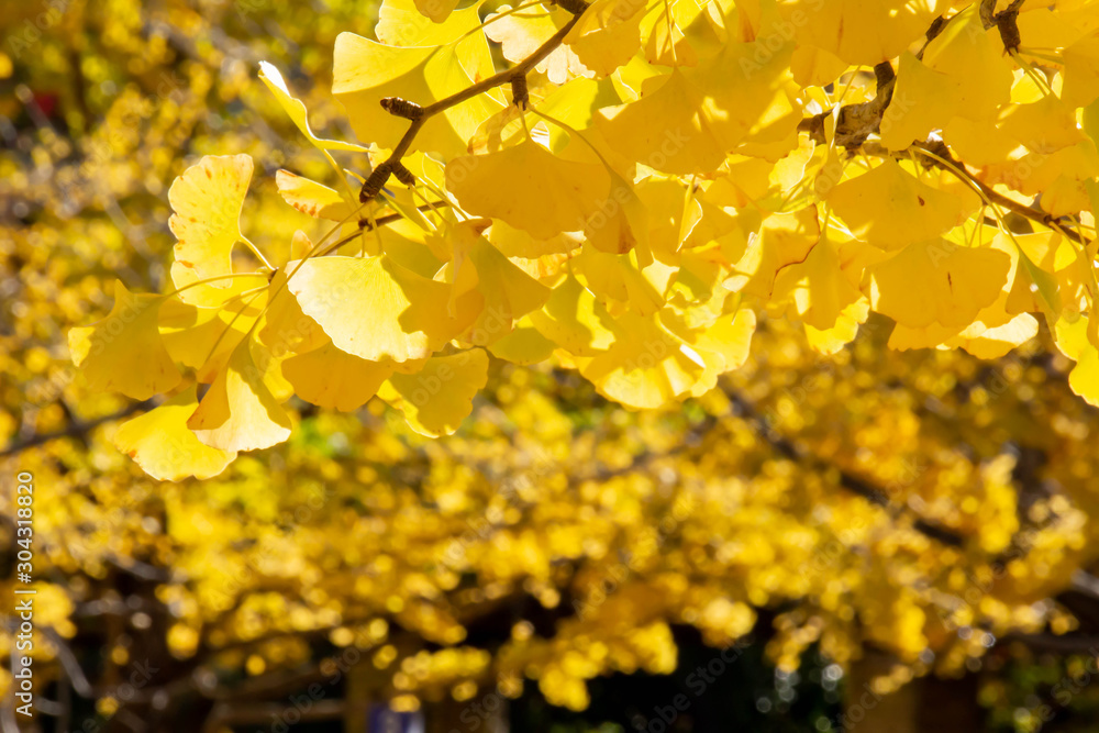 公園の紅葉した黄色いイチョウの並木 公園の紅葉した黄色いイチョウの並木