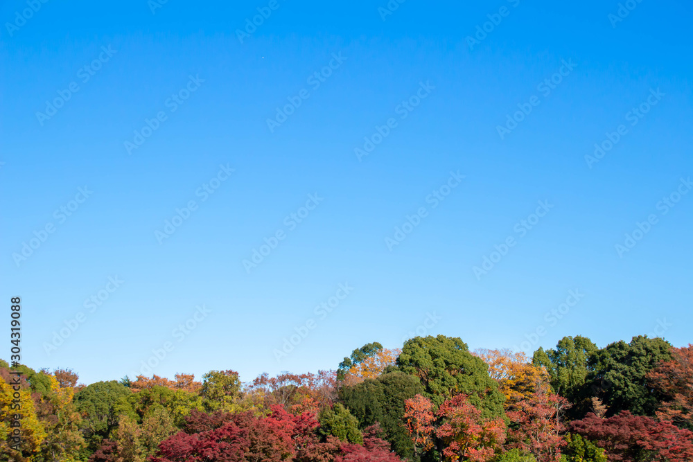 紅葉した木々と青く澄んだ空