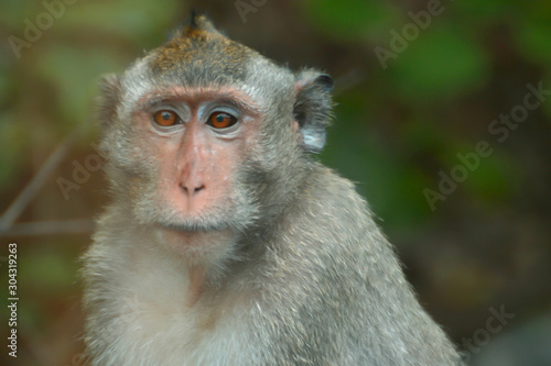 Monkey in the jungle © Kingkarn