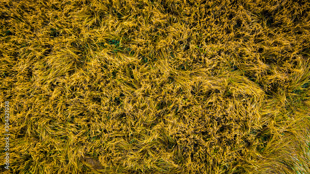 Texture of yellow wheat crop Texture of yellow wheat crop