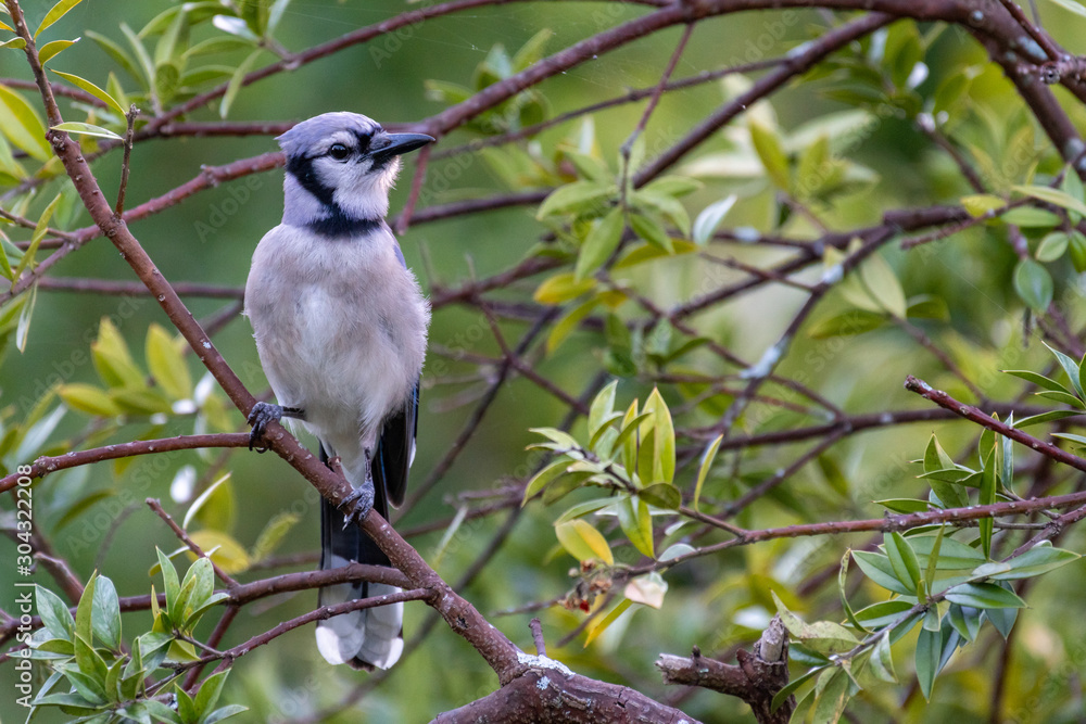 Blue Jay in the trees in Florida Blue Jay in the trees in Florida