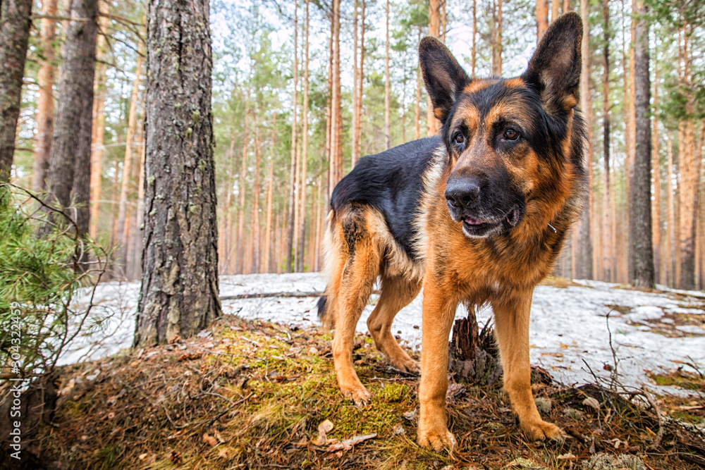 Dog German Shepherd in the forest in an early spring Dog German Shepherd in the forest in an early spring