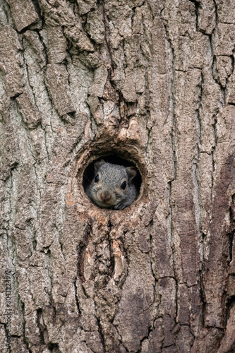 Squirrel in a hole in the tree