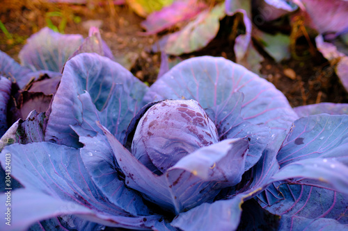 red cabbage plants in a non industrial, organic garden, in fron of a blurred nature background with colorful bokeh photo