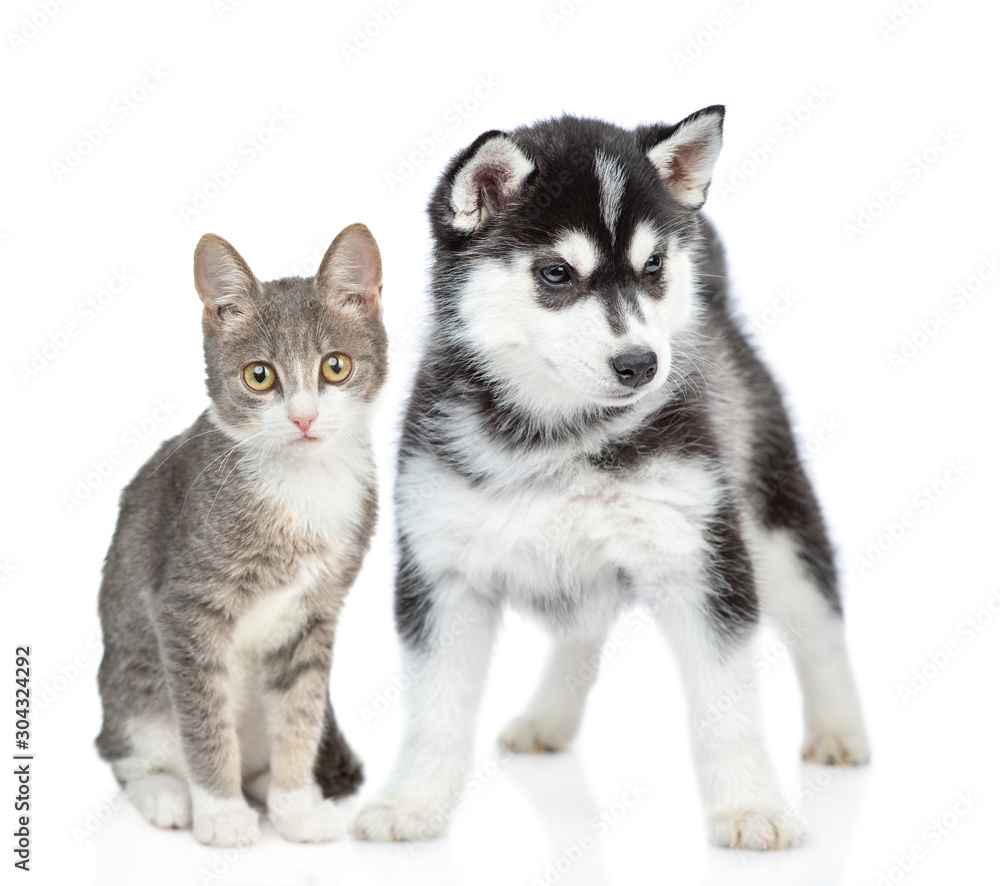 Siberian Husky puppy and kitten posing together. isolated on white background
