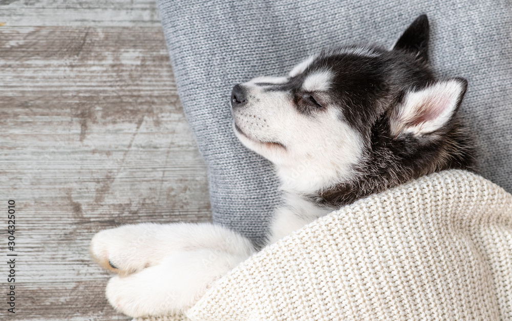 Siberian Husky puppy sleeps on a pillow under blanket. To view. Empty space for text