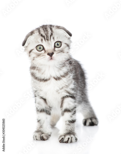 Tabby kitten stands in front view and looks at camera. isolated on white background