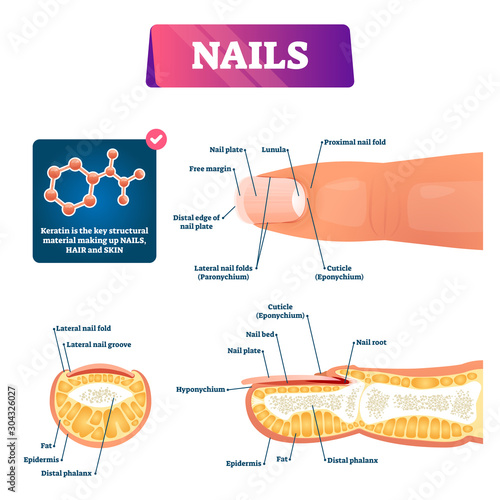Nail anatomy structure diagram, vector illustration