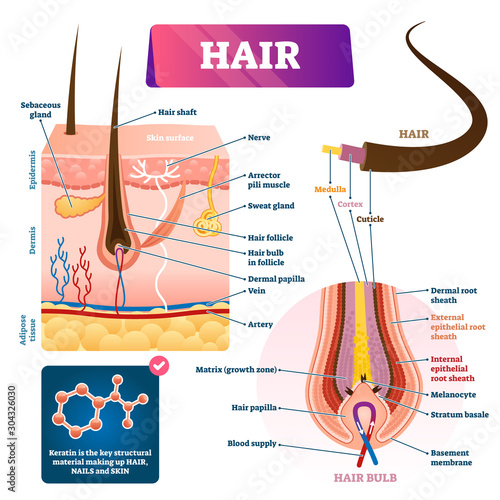 Hair anatomy structure diagram vector illustration photo