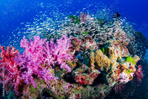 A beautiful  colorful tropical coral reef in Thailand s Similan Islands