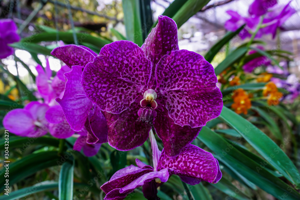 Pink vanda orchid flowers in the garden Pink vanda orchid flowers in the garden