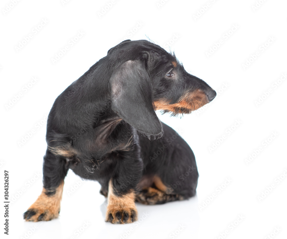 Dark dachshund puppy sits and looks away on empty space. isolated on white background