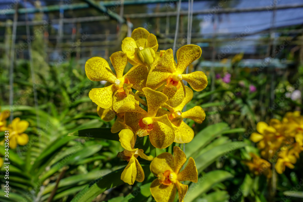 Fototapeta premium Yellow ascocenda orchid flowers in the garden