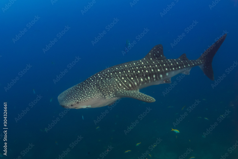 Large Whaleshark in a tropical ocean Large Whaleshark in a tropical ocean