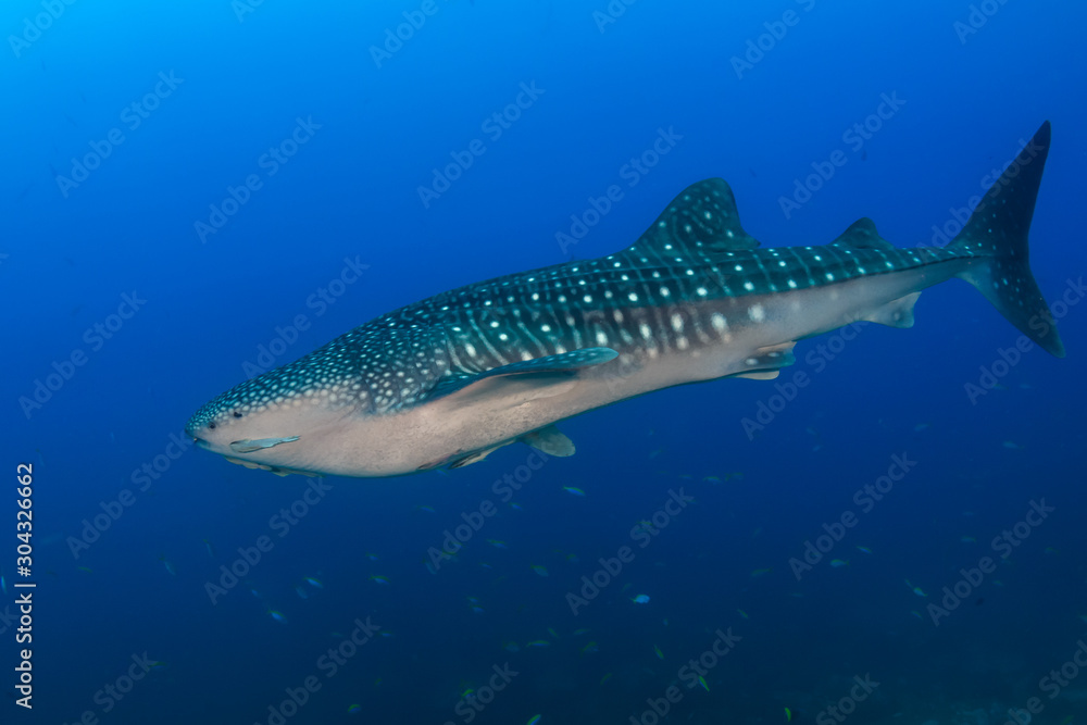 Fototapeta premium Large Whaleshark in a tropical ocean