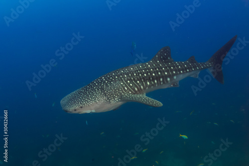 Large Whaleshark in a tropical ocean