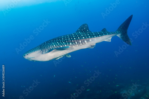 Large Whaleshark in a tropical ocean