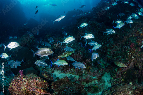 Long-nose Emperor and Trevally hunting on a tropical coral reef at dusk  Richelieu Rock  Thailand 
