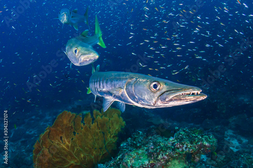 Large Pick-Handle Barracuda on a dark coral reef (Richelieu Rock, Thailand)