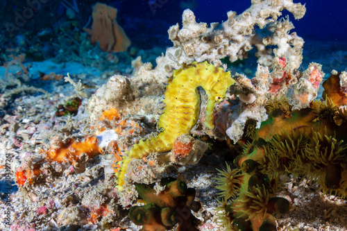 Beautiful yellow Thorny Seahorse on a deep, dark coral reef
