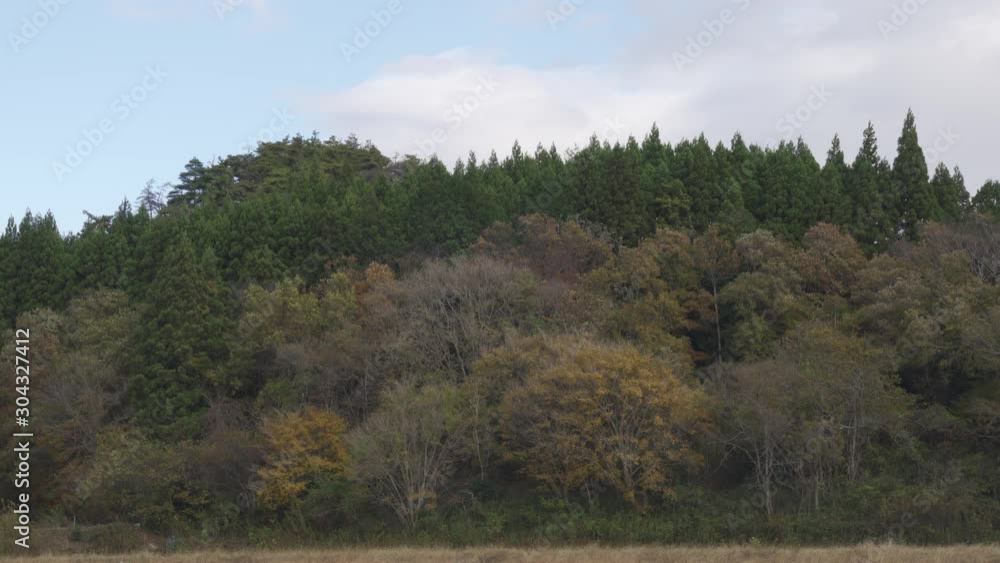 広葉樹と針葉樹の森と空を三脚にて撮影