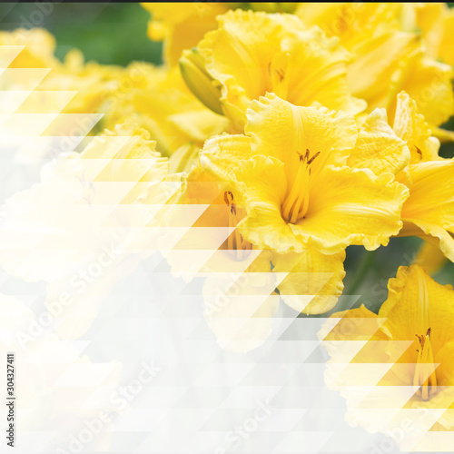 Yellow beautiful blooming flowers day lilies. Double exposure effect