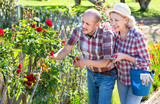 Senior couple looking after flowers in the garden