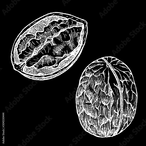 Hand drawn walnut. Vector illustration on the black background. Organic food.