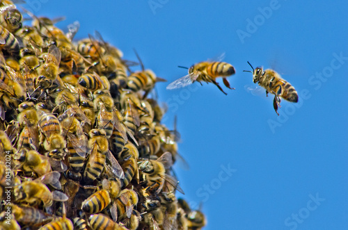 Bilde på lerret Bee Swarm