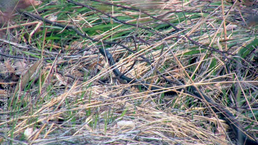 Grass snake (Natrix natrix) Grass snake (Natrix natrix)