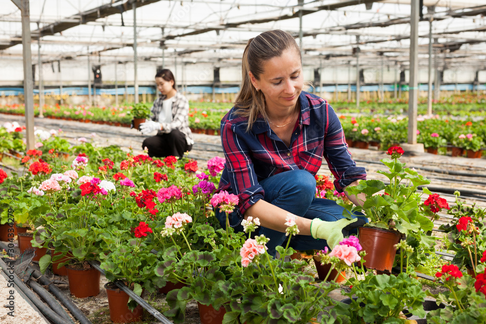 Experienced female worker gardening in glasshouse, checking flowers