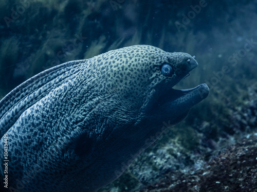 Mediterranean moray ebbing head out of its rock