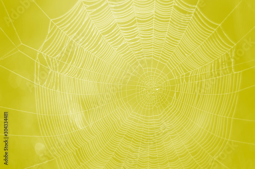 Yellow natural web and bokeh abstraction