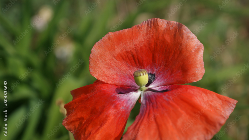 bright red scarlet poppy on a blurred background of green grass on a summer sunny day